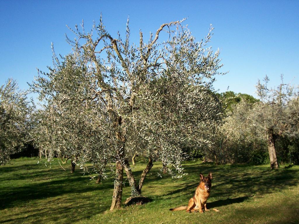 Podere Il Caggio Rooms San Gimignano Bagian luar foto